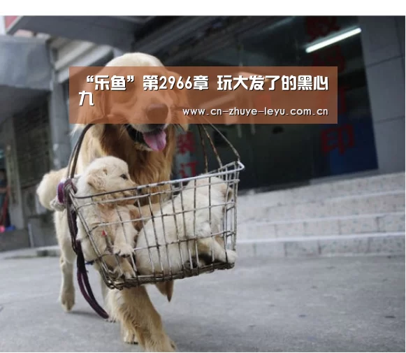 乐鱼